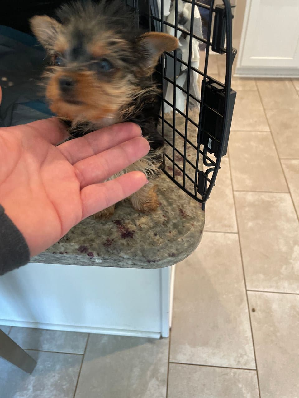Pet travel photo 3
