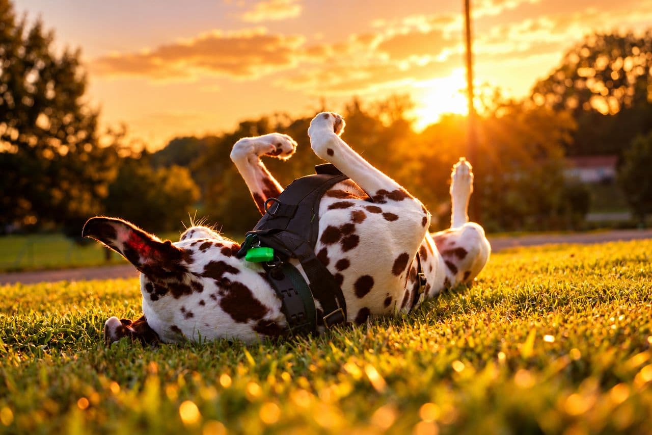 Pet travel photo 4