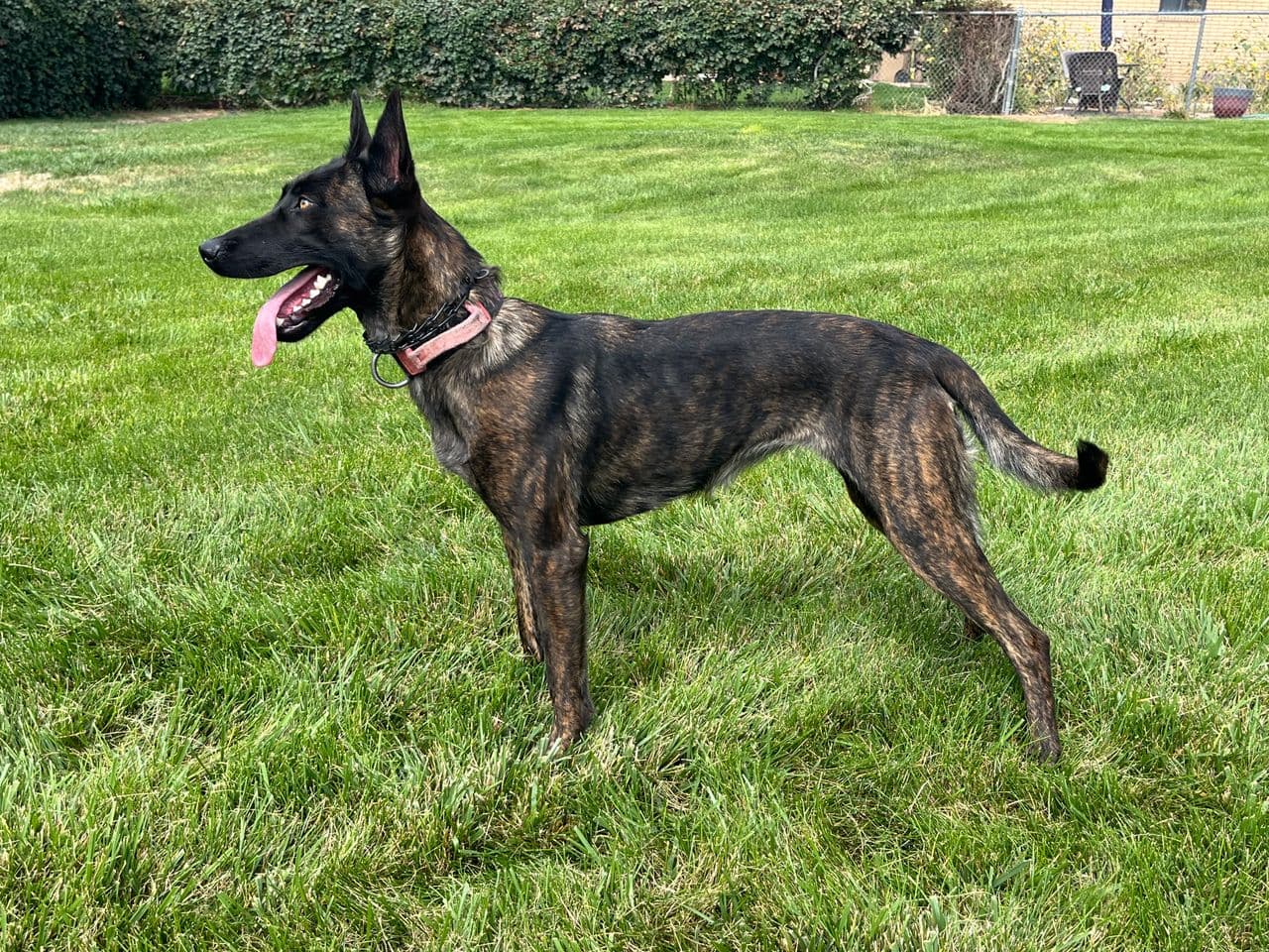 Pet travel photo 3