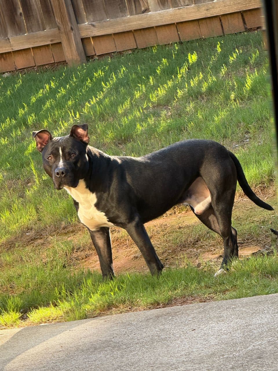 Pet travel photo 2