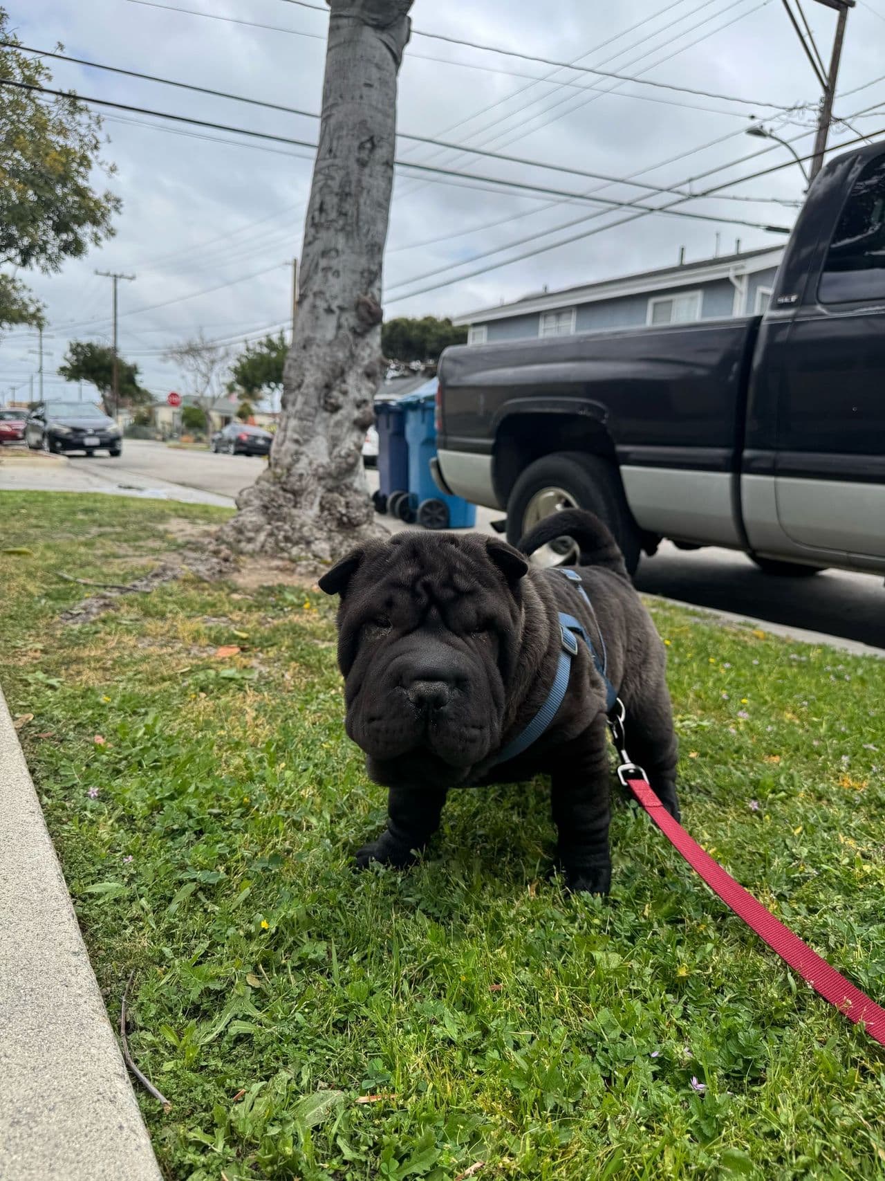 Pet travel photo 5