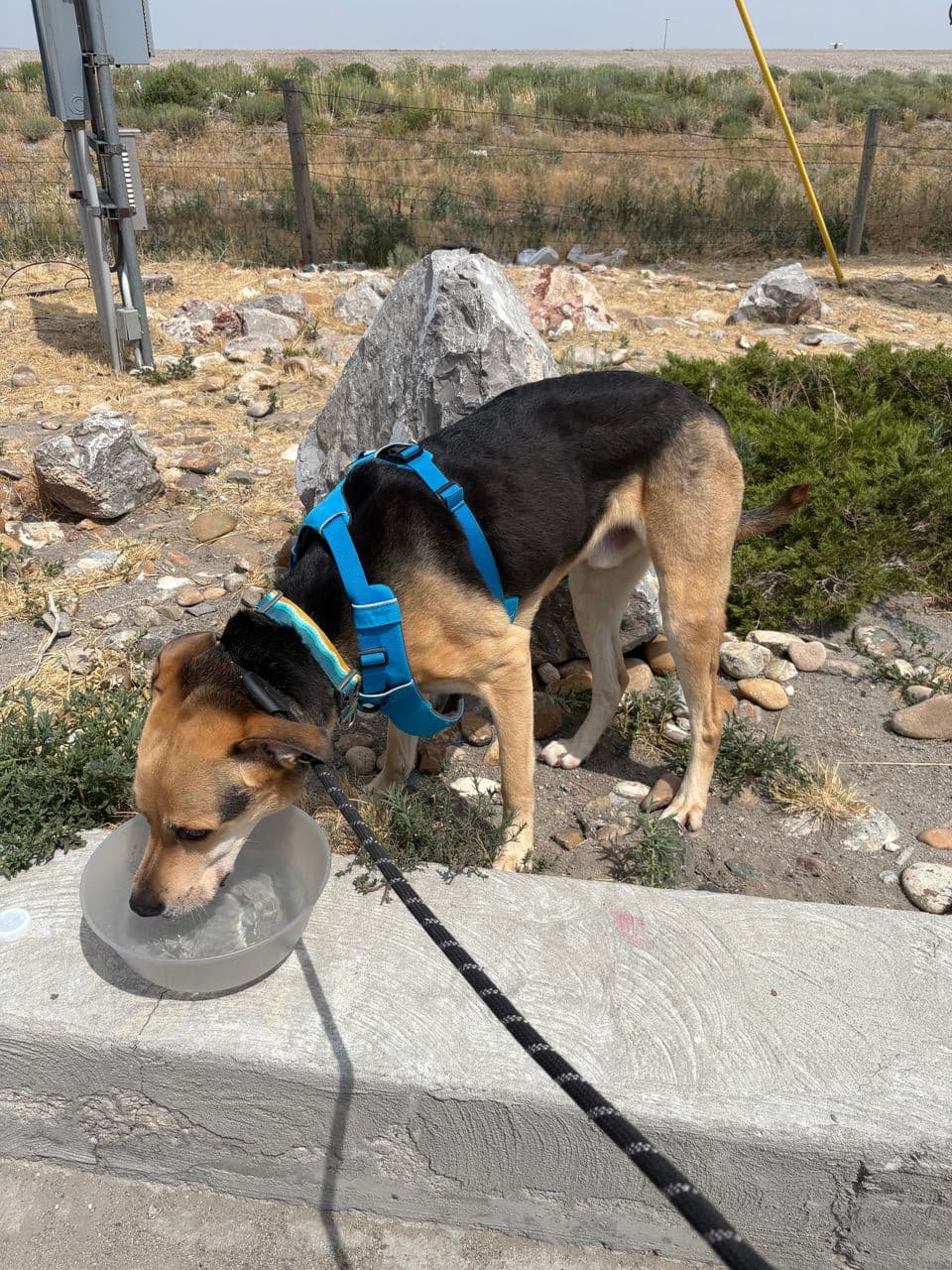 Pet travel photo 6
