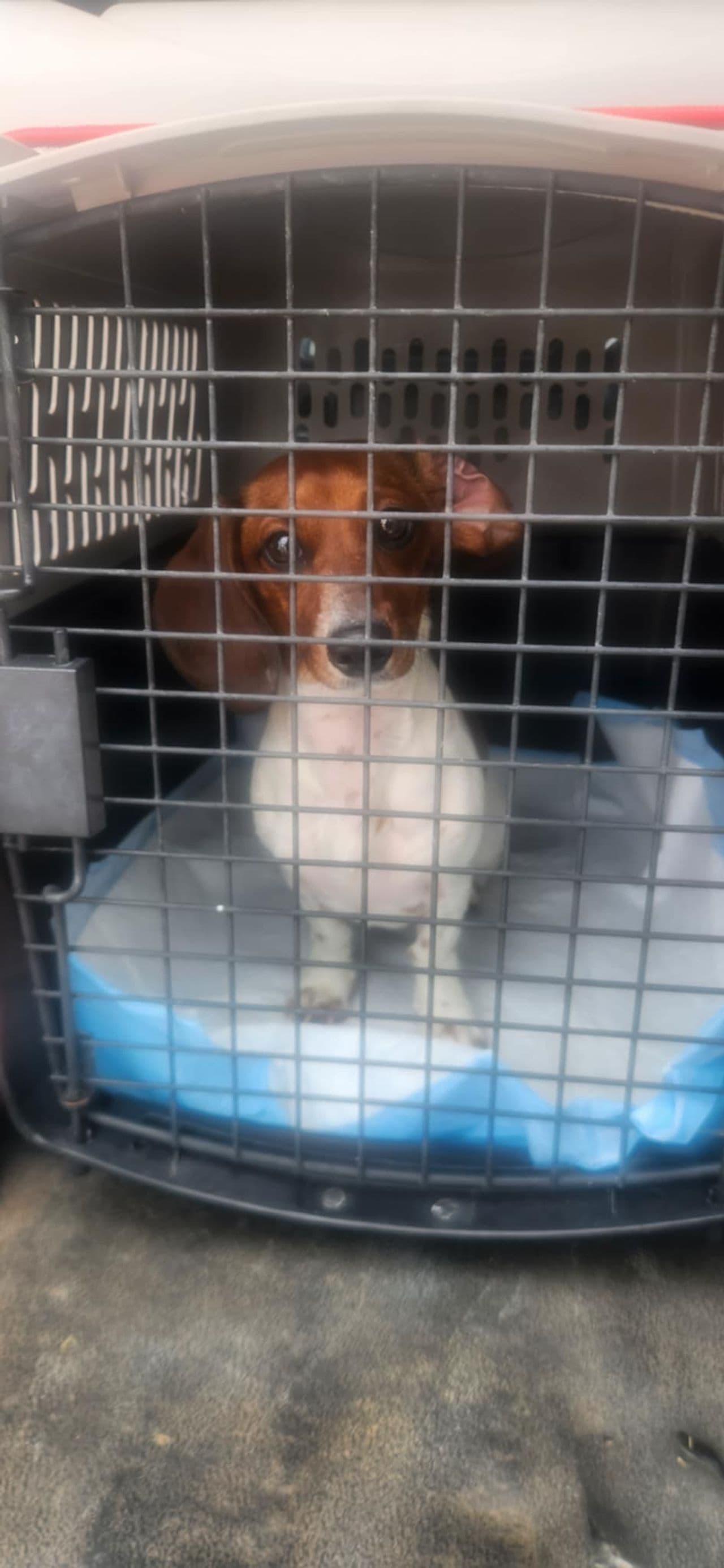 Pet travel photo 3