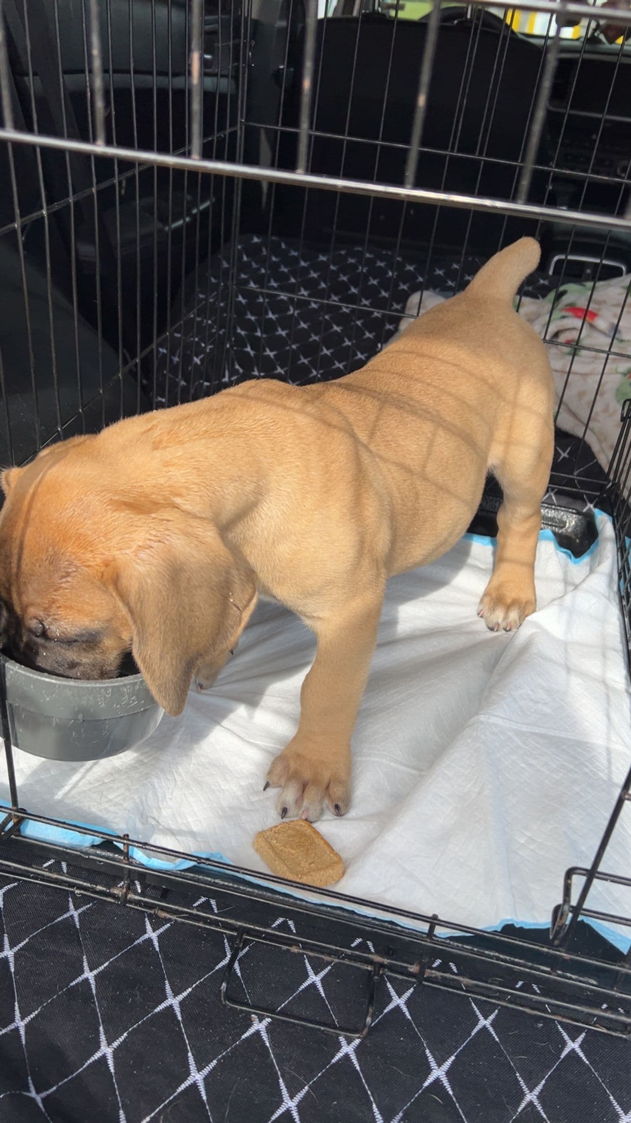 Pet travel photo 6