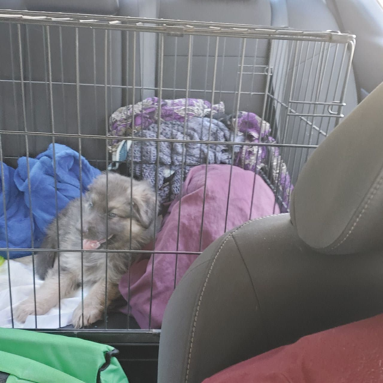 Pet travel photo 3