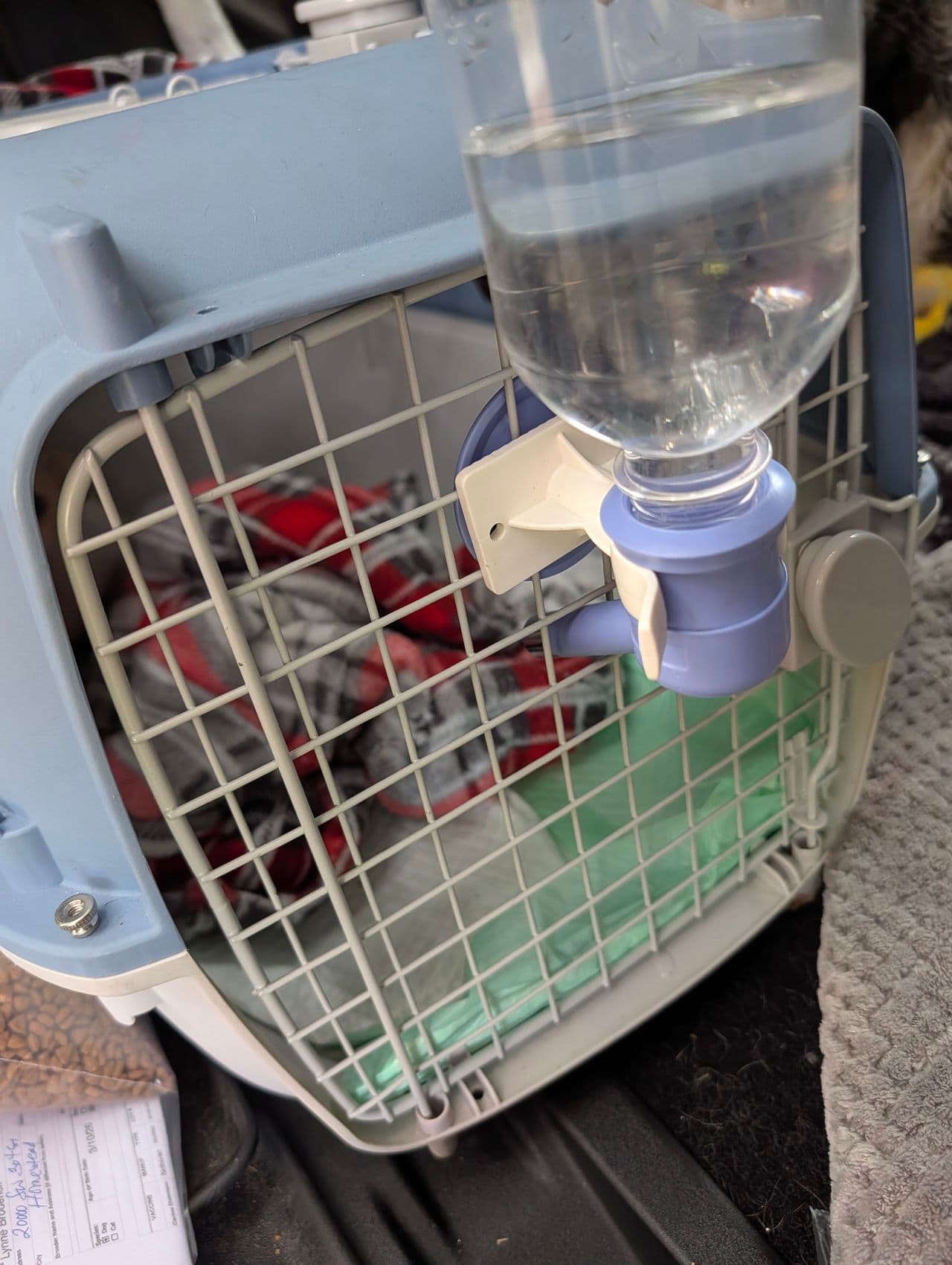 Pet travel photo 1