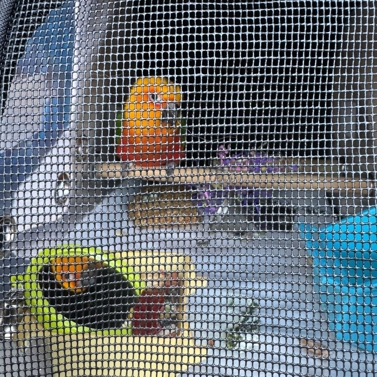 Pet travel photo 5