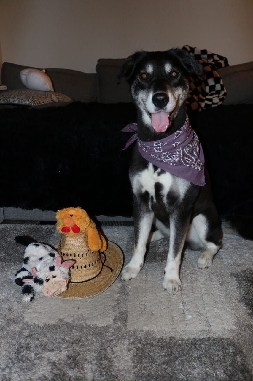 Pet travel photo 3