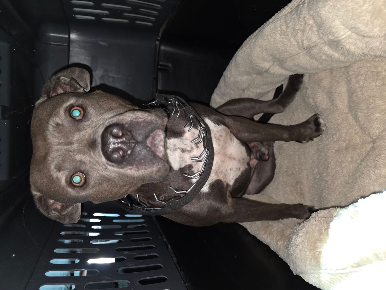 Pet travel photo 2