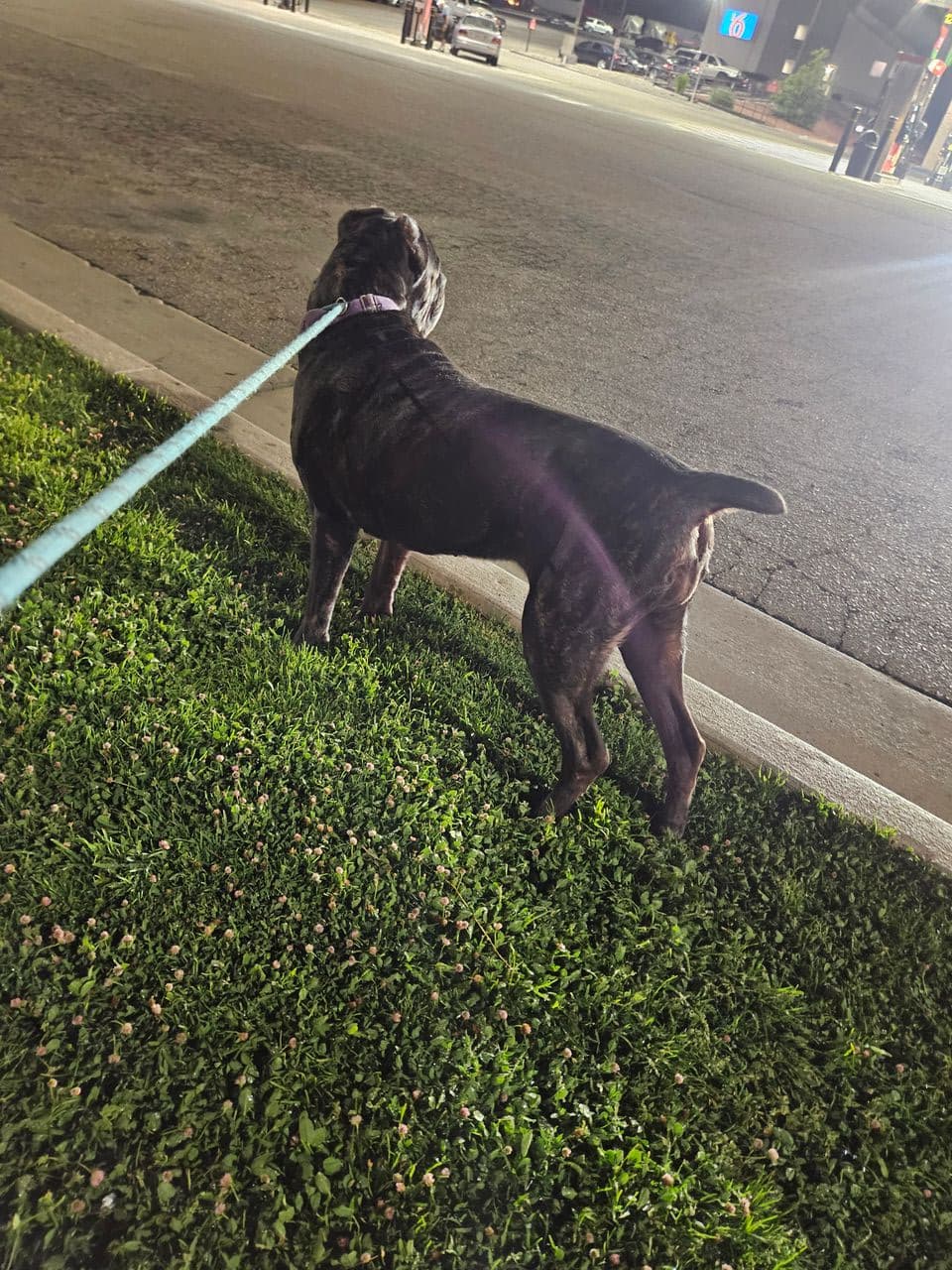 Pet travel photo 2