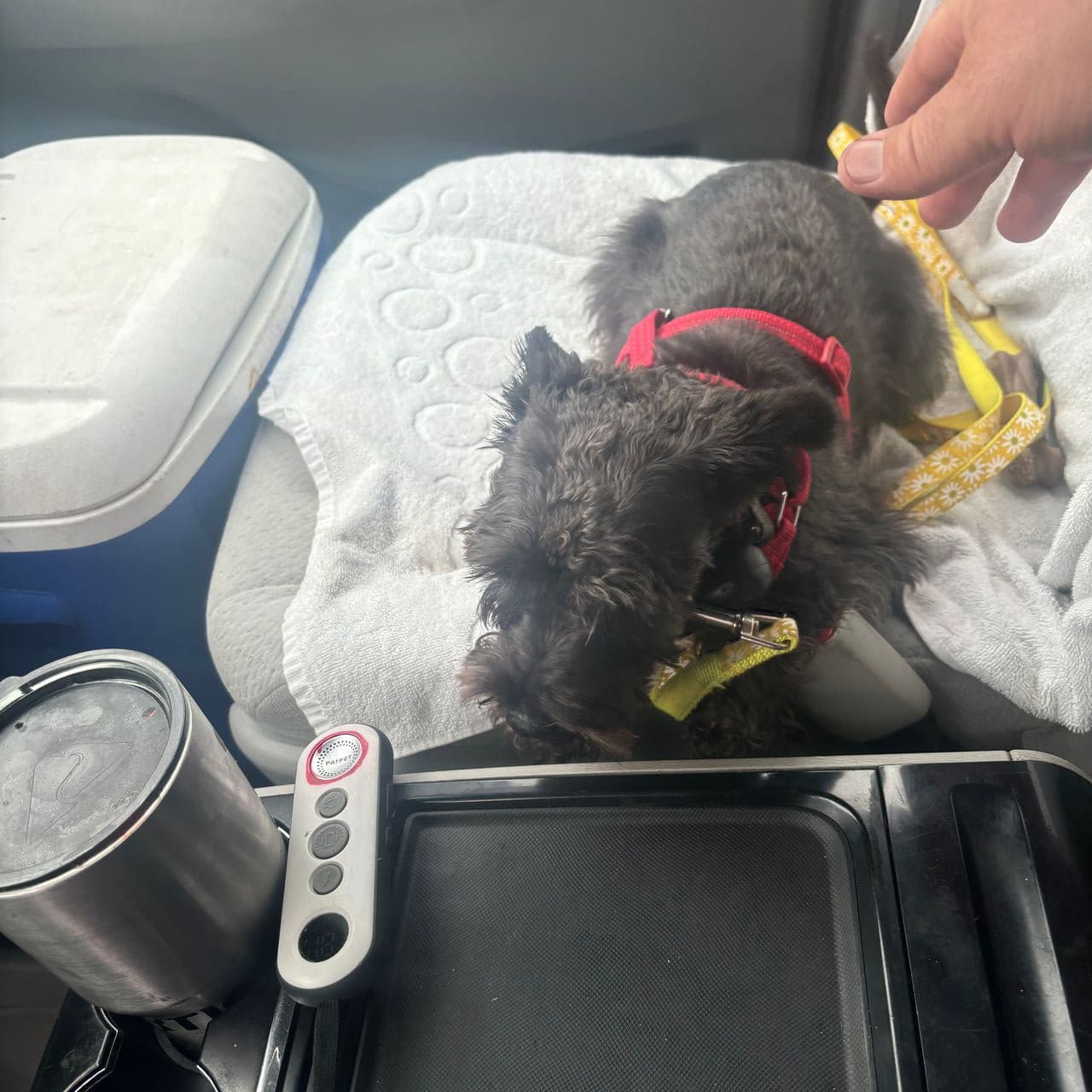Pet travel photo 4