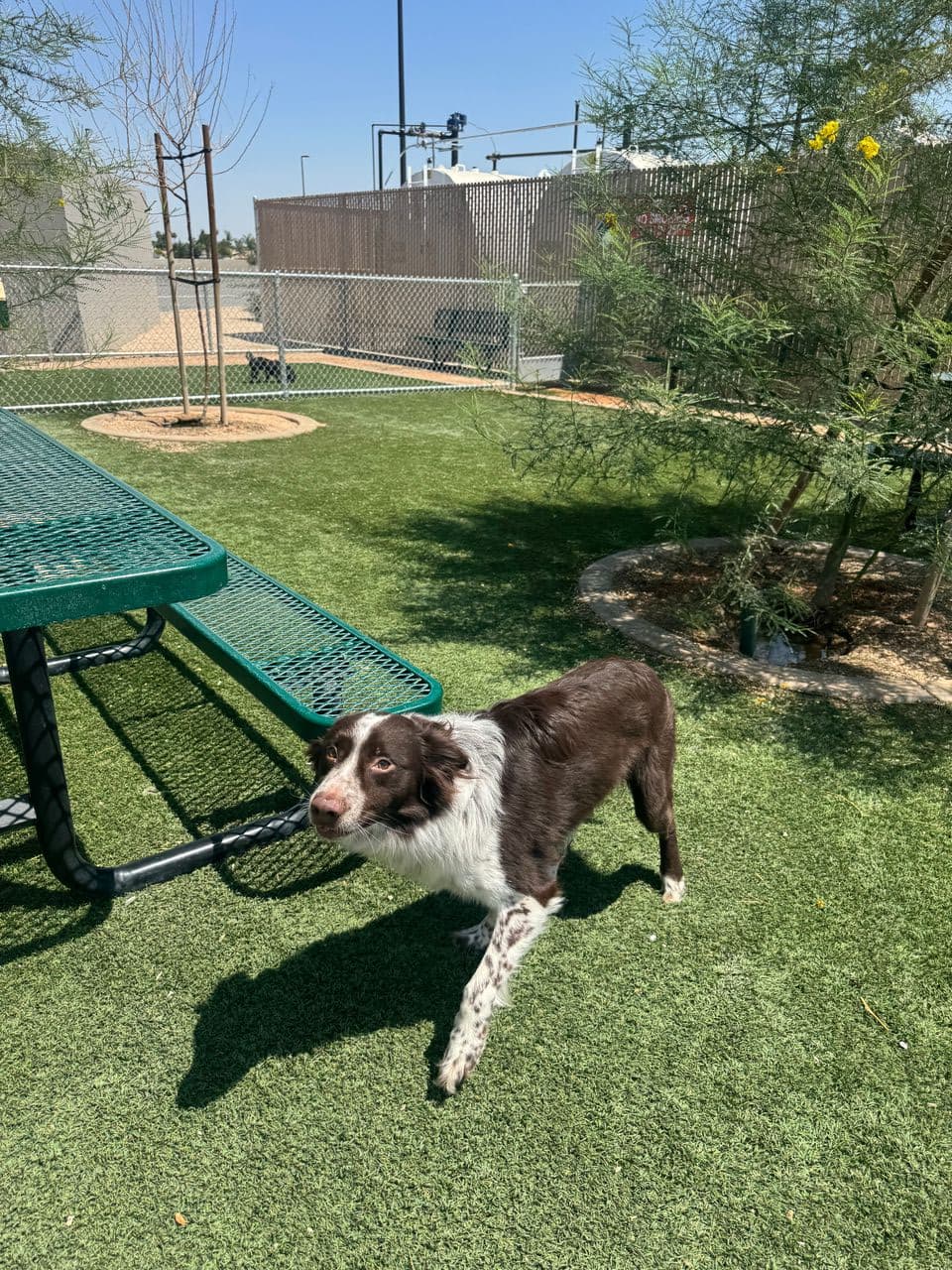 Pet travel photo 5