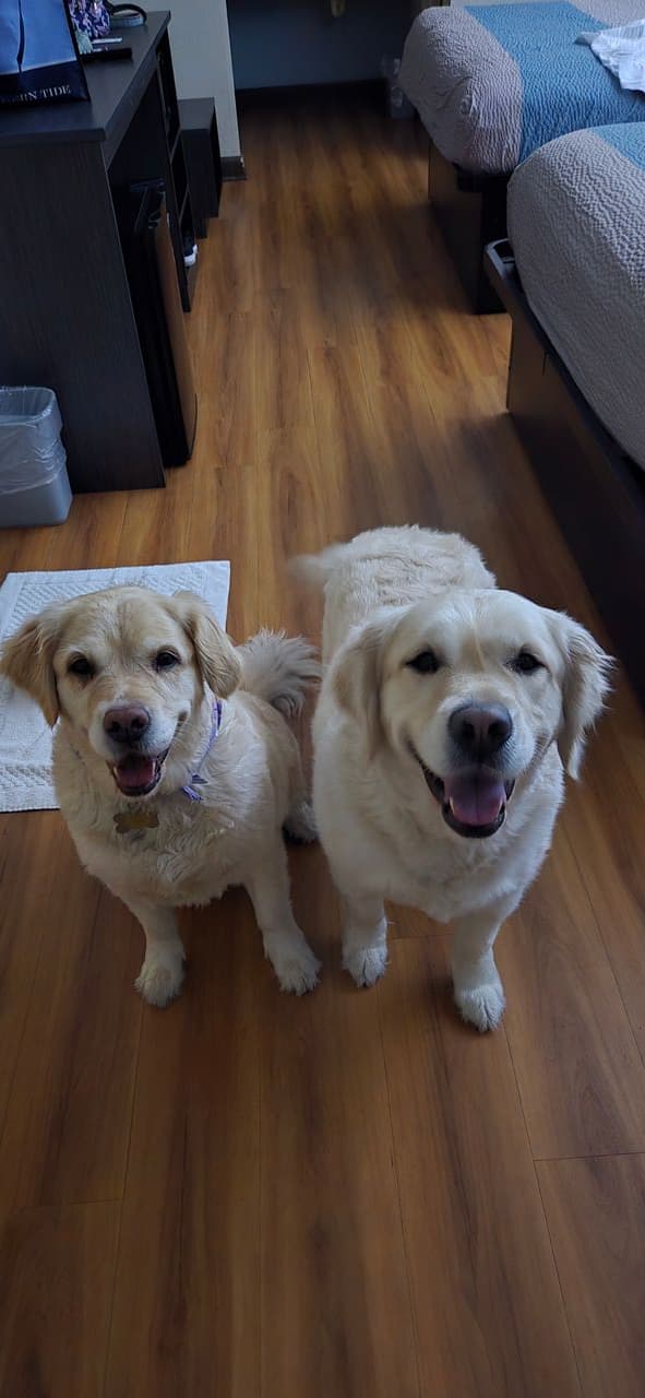 Pet travel photo 2