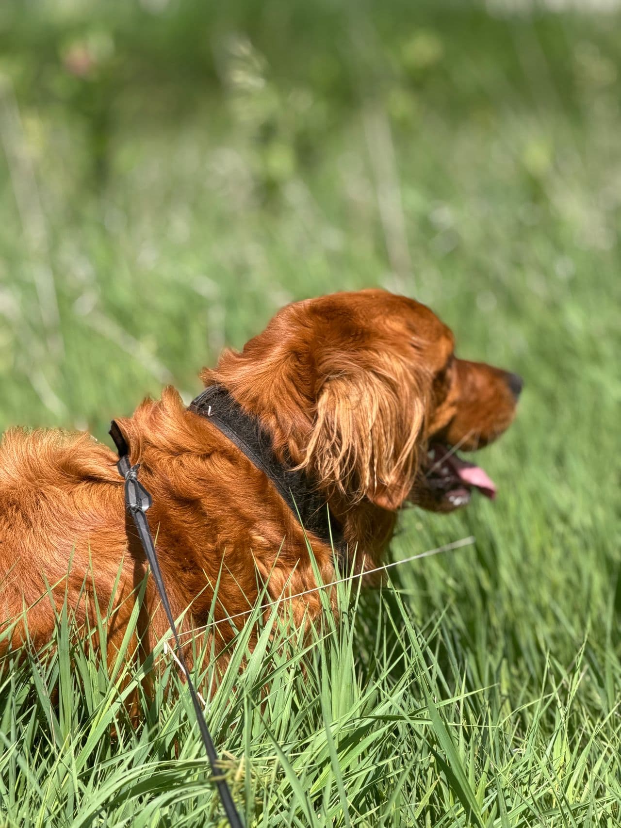 Pet travel photo 6