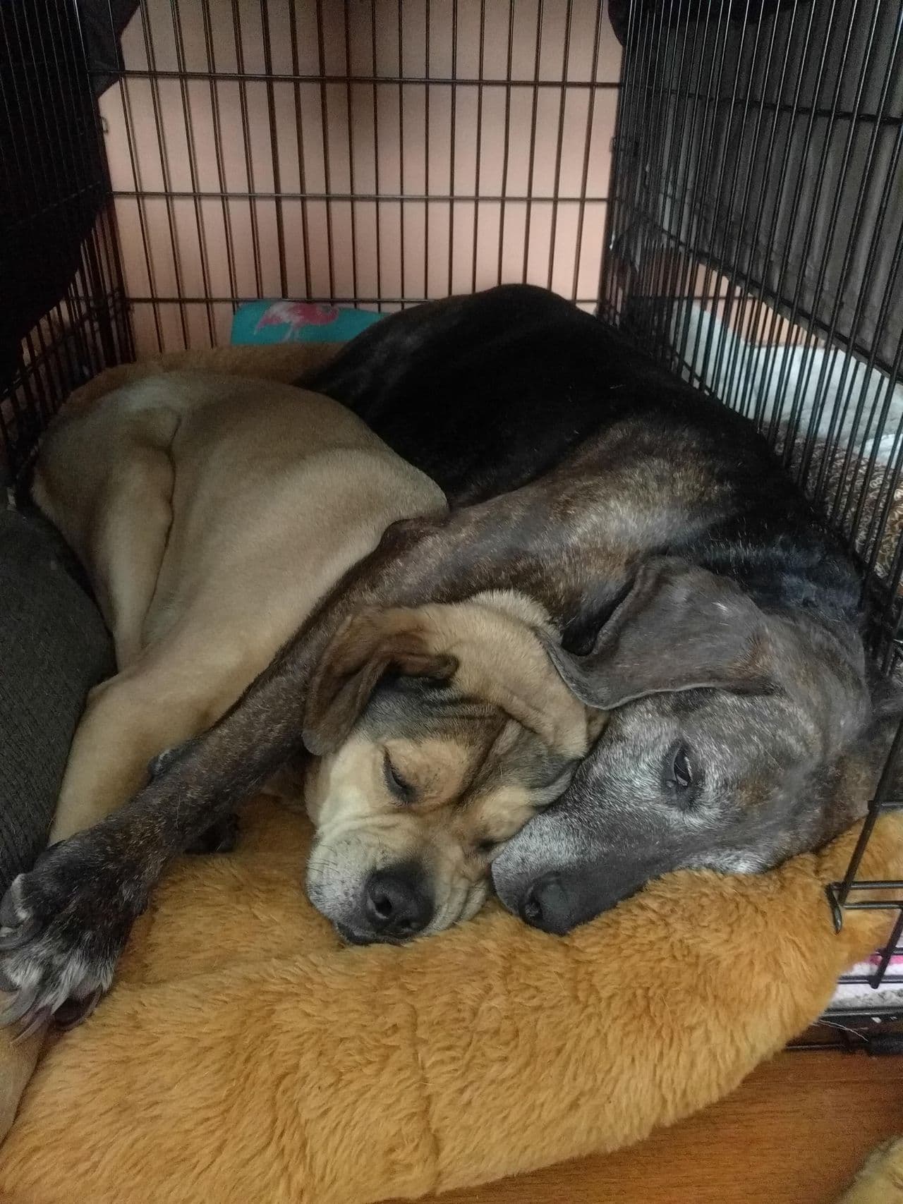 Pet travel photo 5