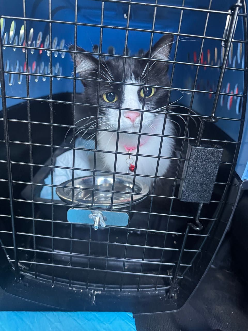 Pet travel photo 1