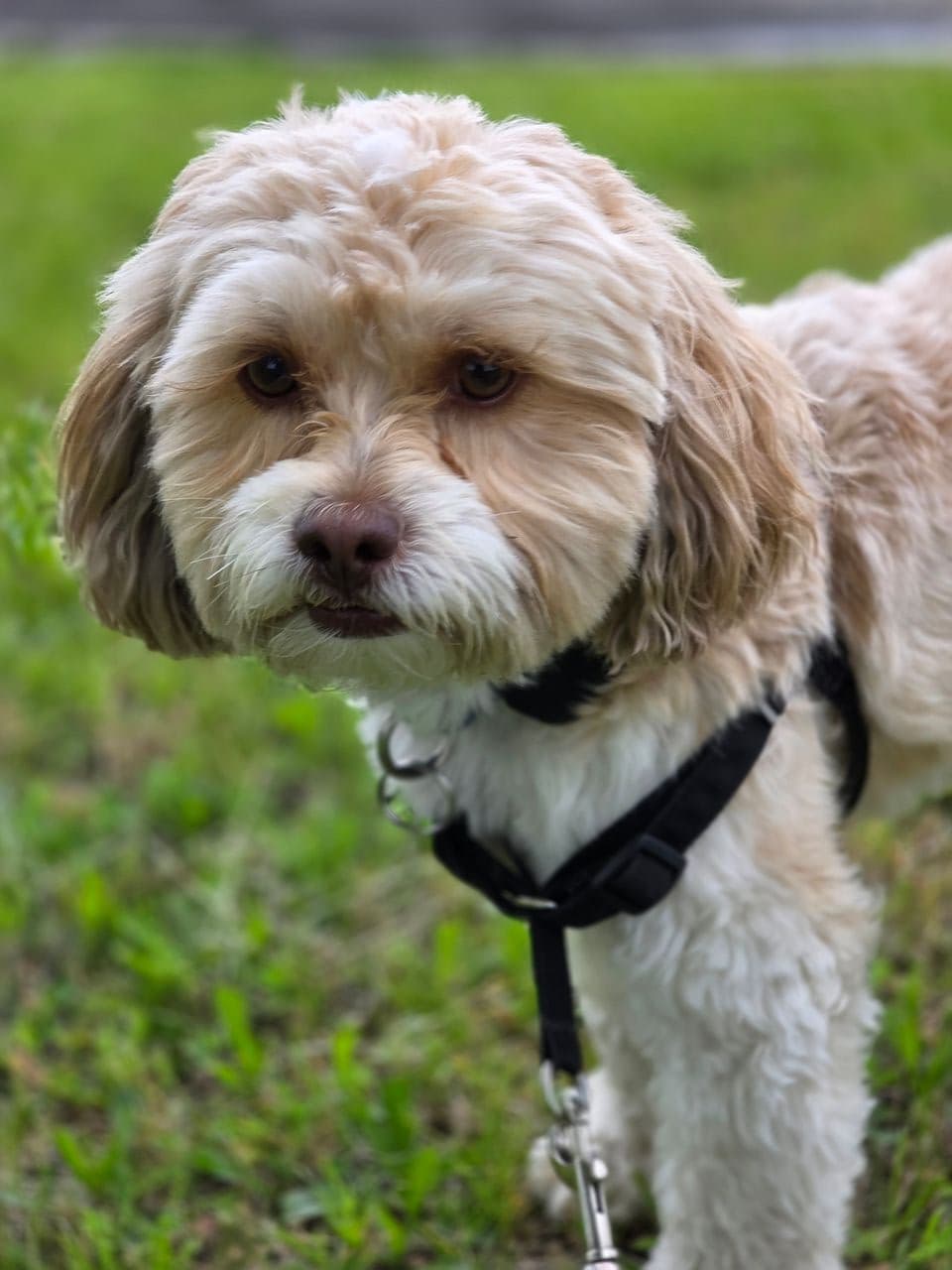 Pet travel photo 1