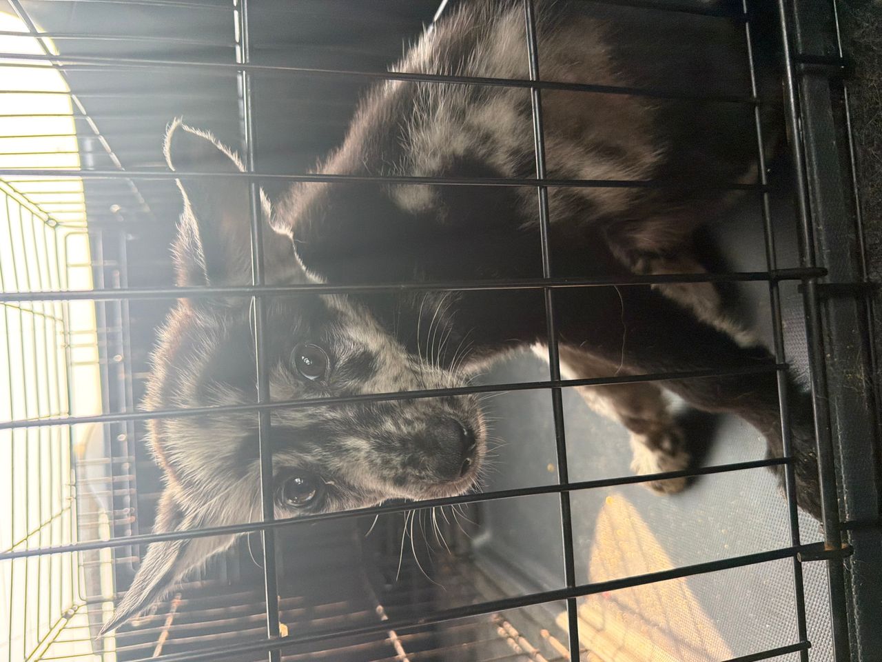 Pet travel photo 6