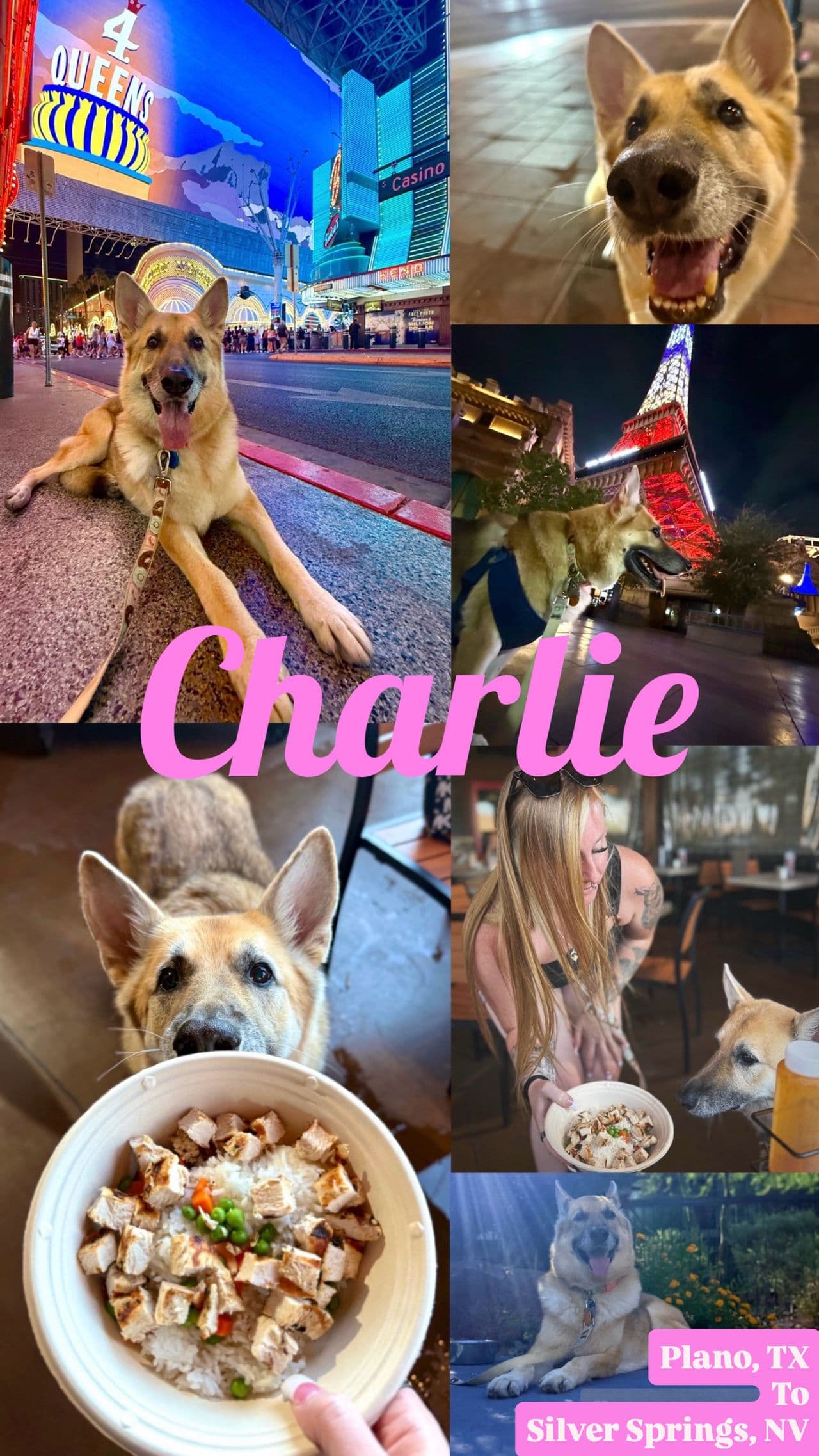 Pet travel photo 1