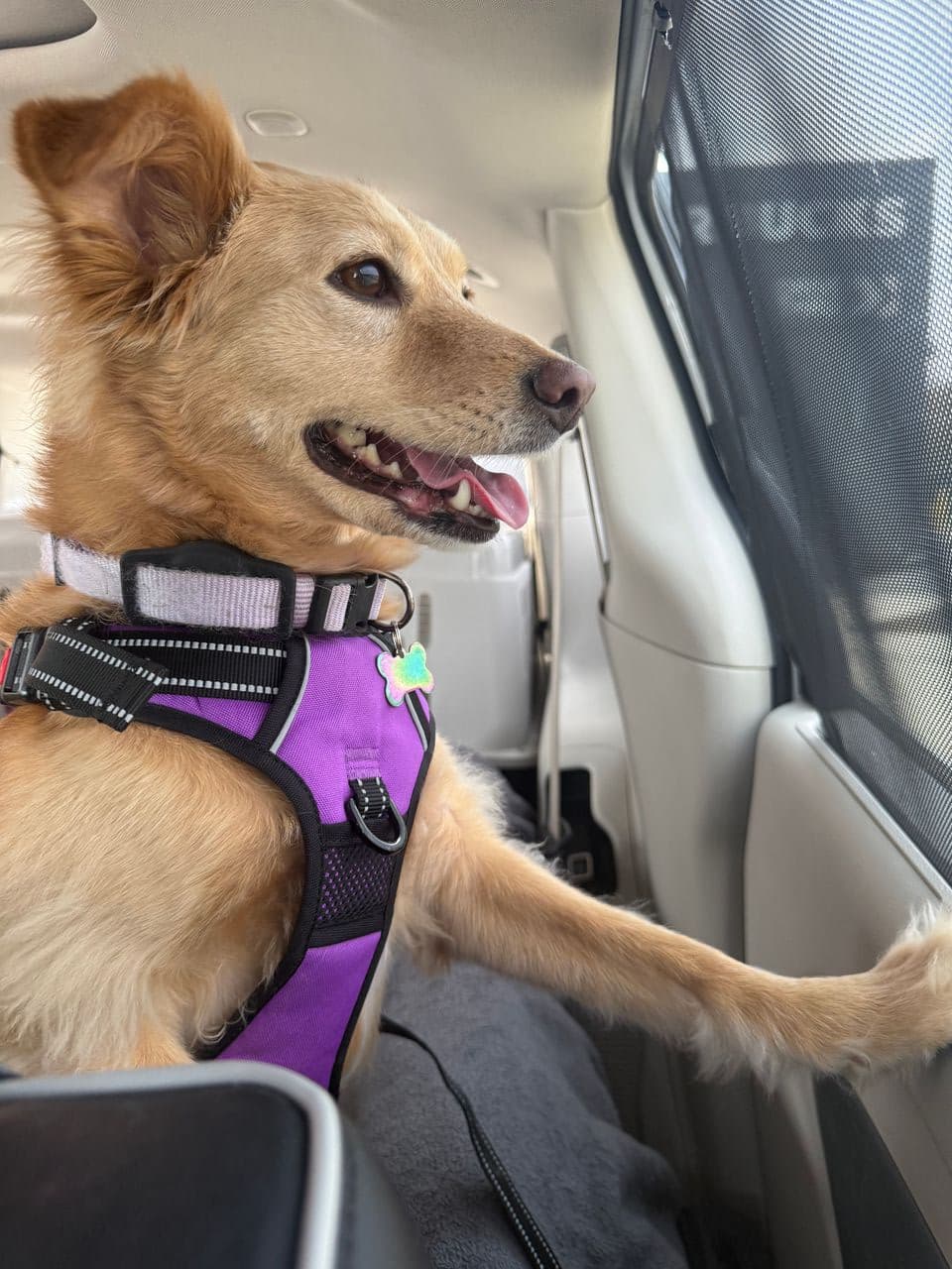 Pet travel photo 6