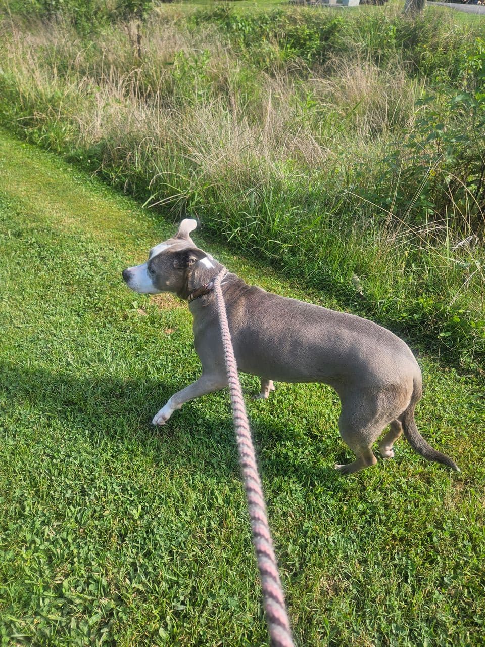Pet travel photo 3