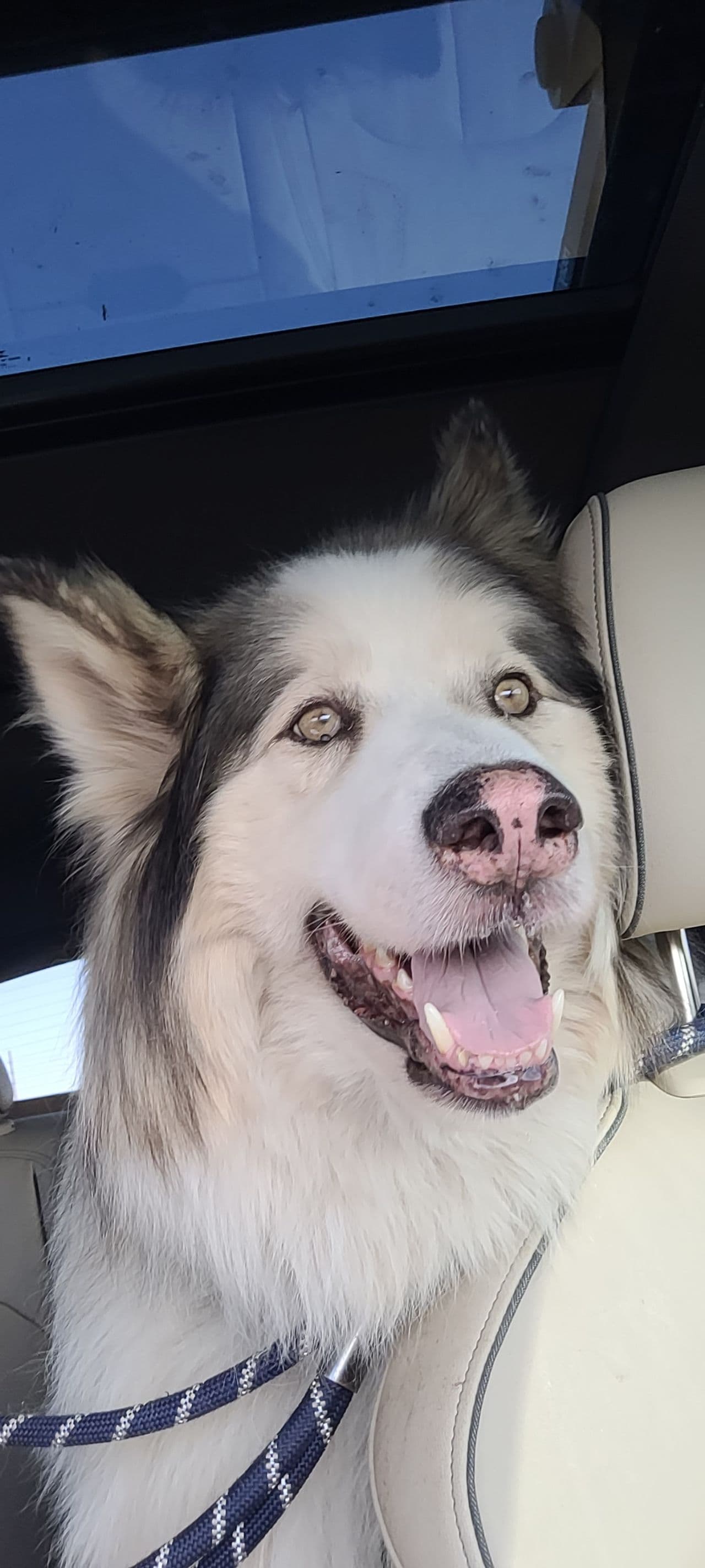 Pet travel photo 1