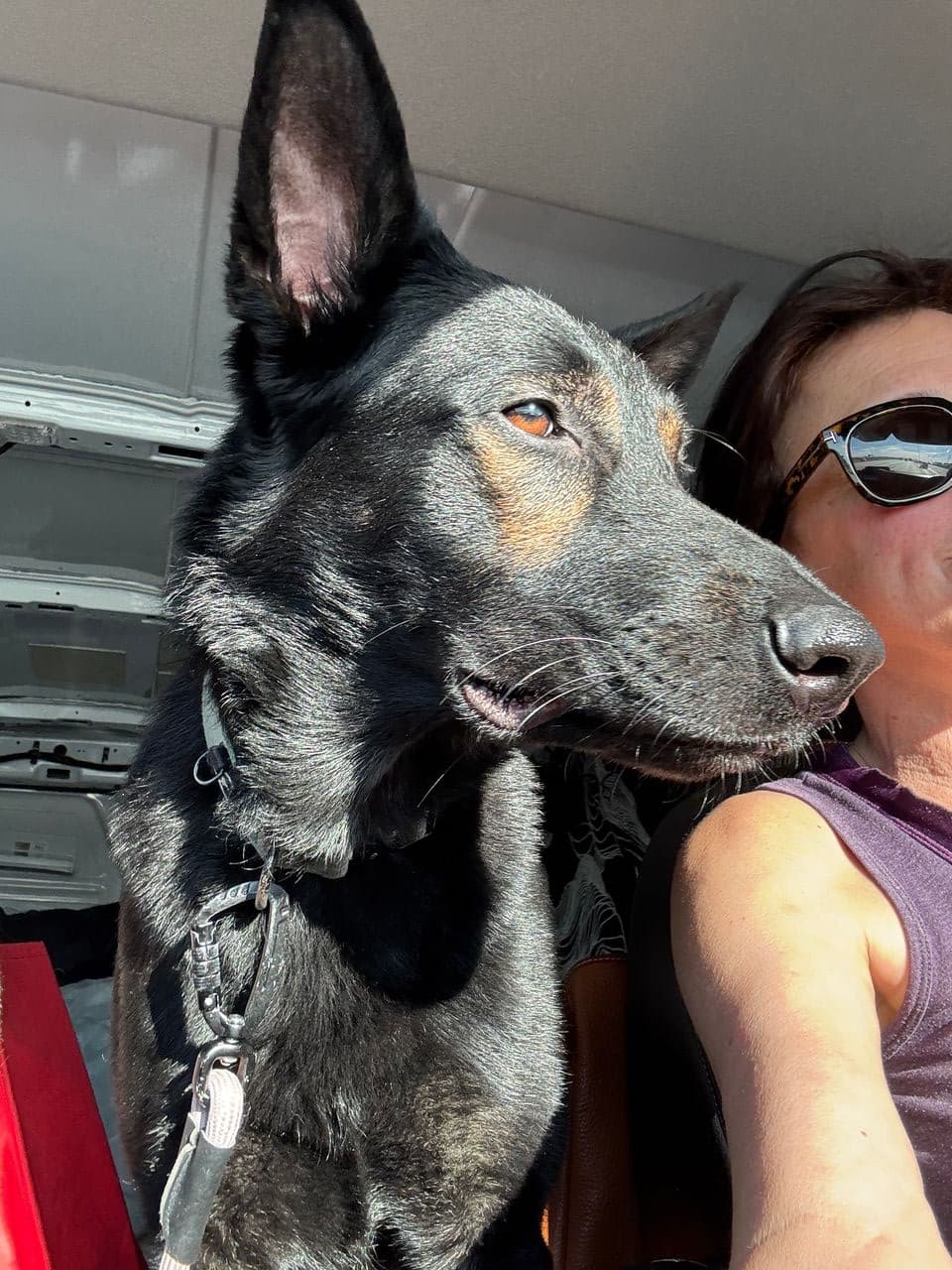 Pet travel photo 4