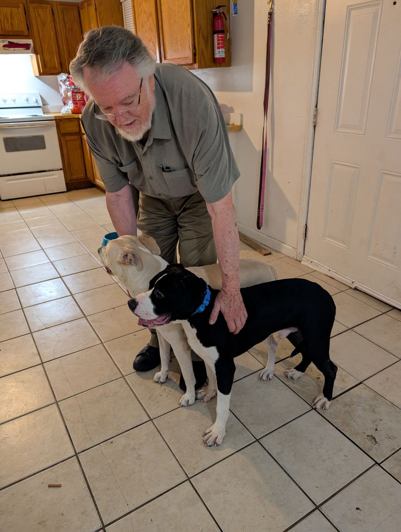 Pet travel photo 2