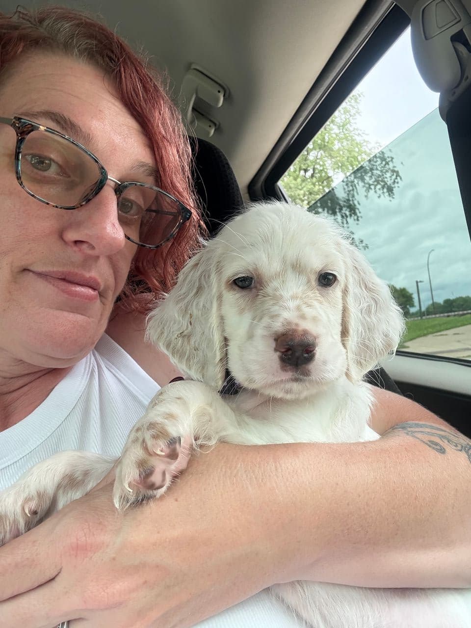 Pet travel photo 1