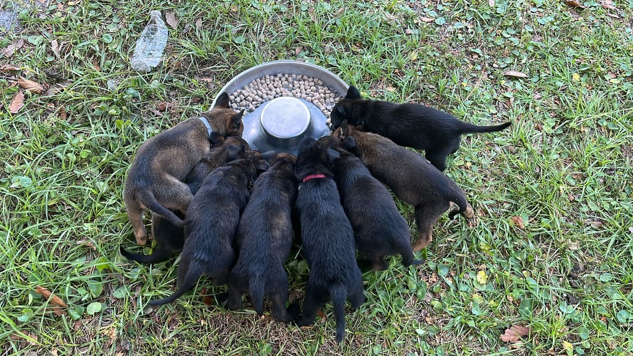 Pet travel photo 5
