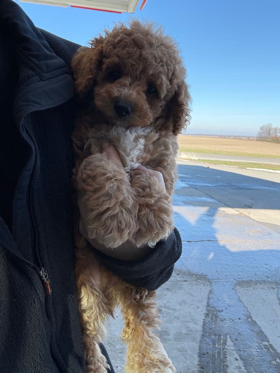 Pet travel photo 4