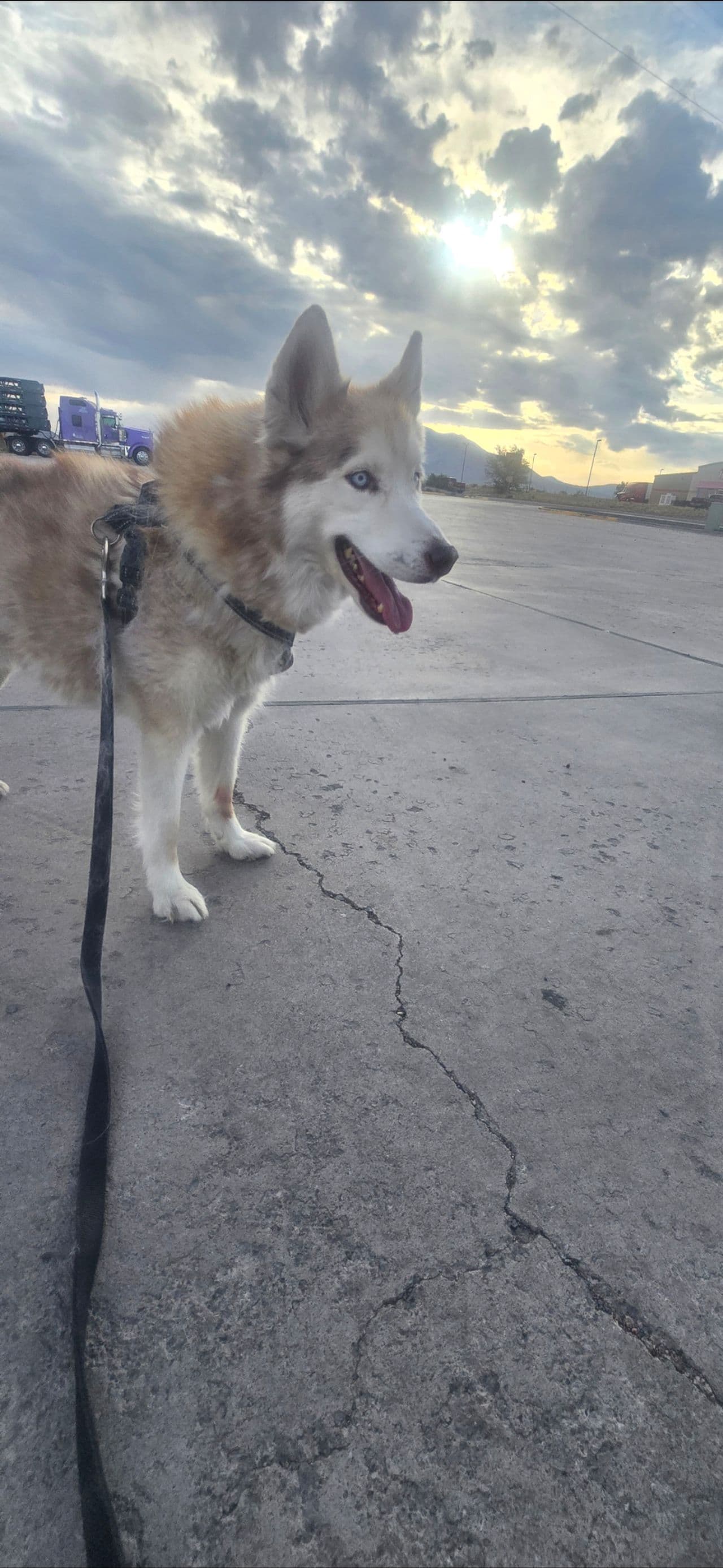 Pet travel photo 5