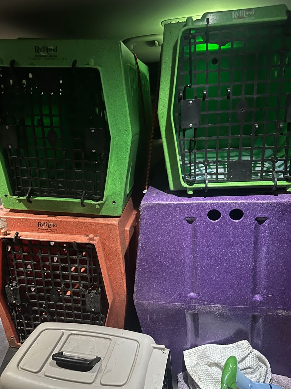Pet travel photo 5