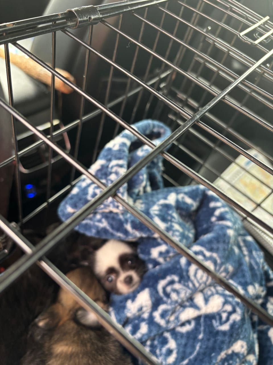 Pet travel photo 2