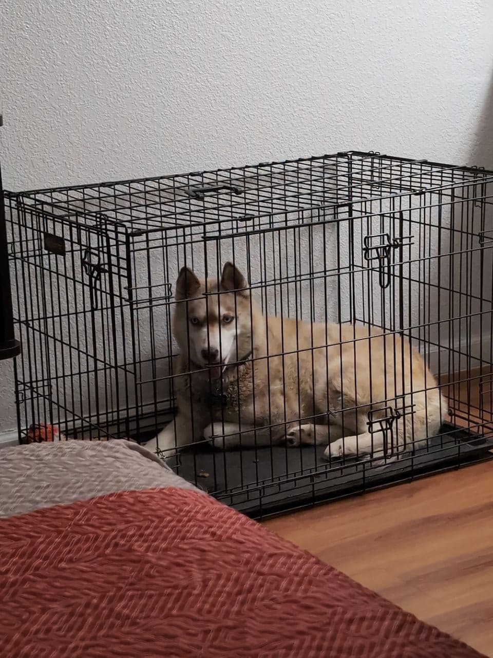 Pet travel photo 5