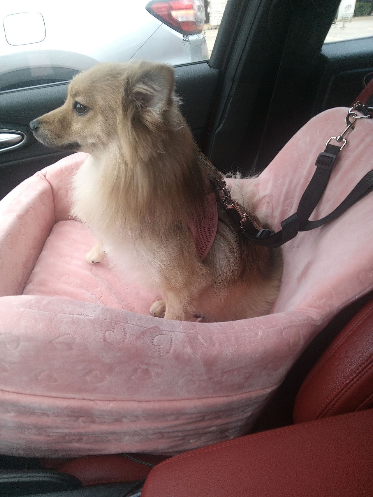 Pet travel photo 1