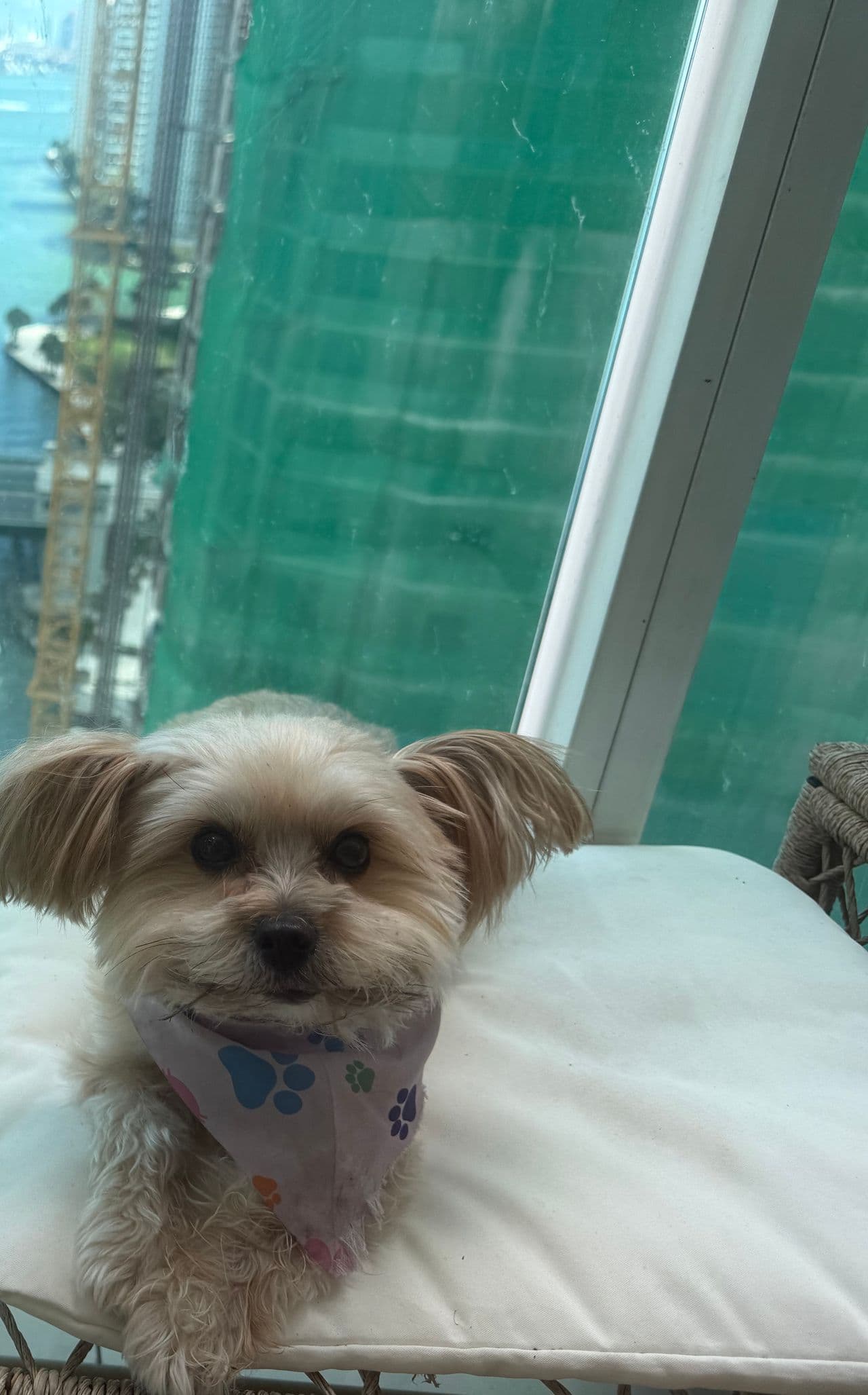 Pet travel photo 1