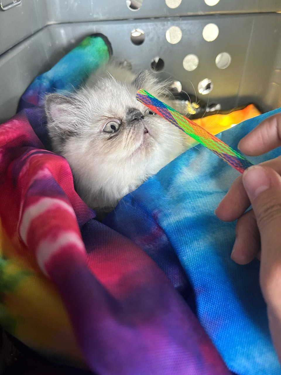Pet travel photo 6
