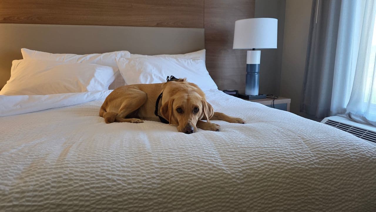 Pet travel photo 4
