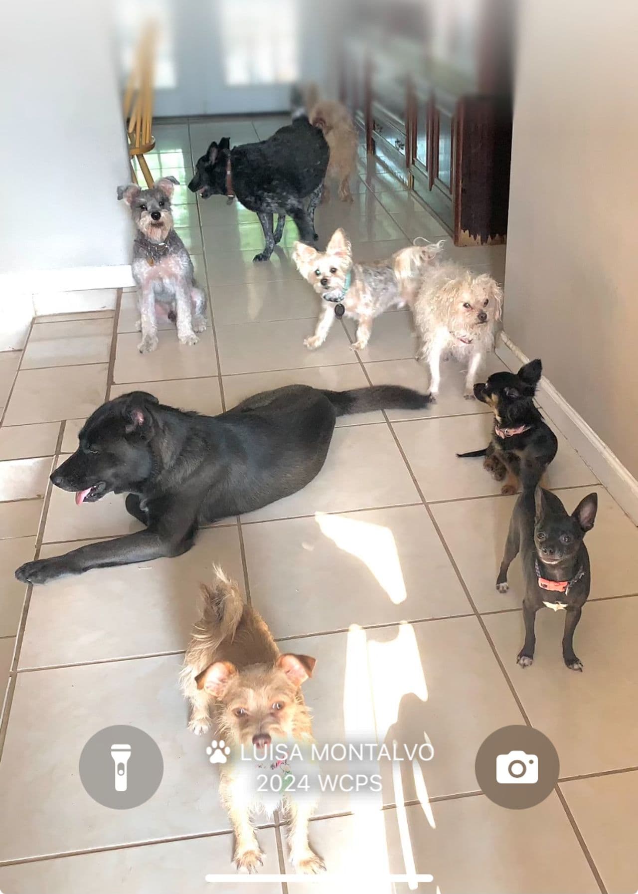 Pet travel photo 4