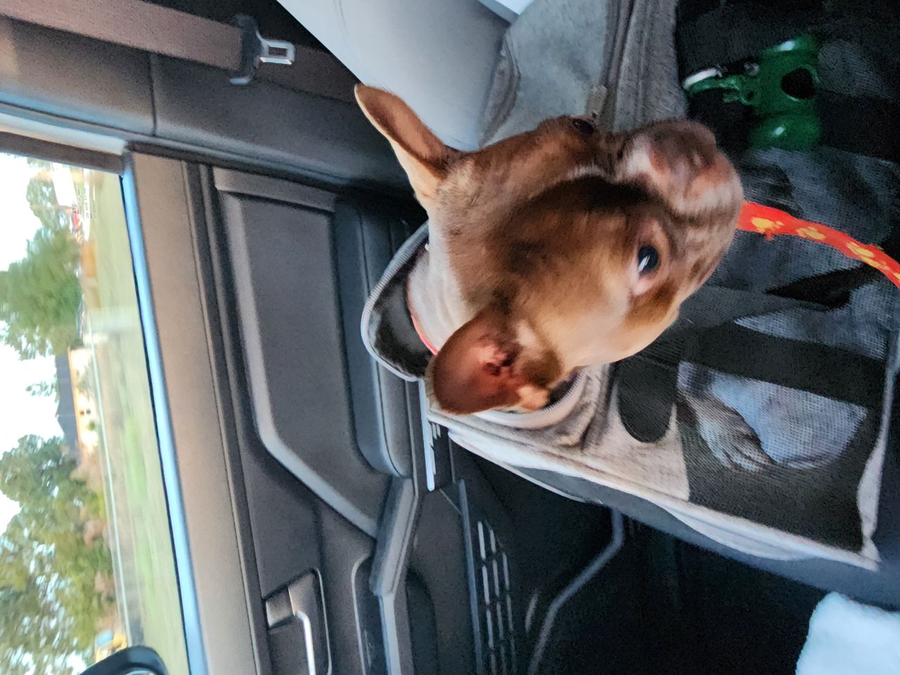 Pet travel photo 4
