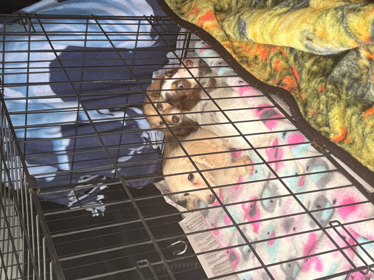 Pet travel photo 4