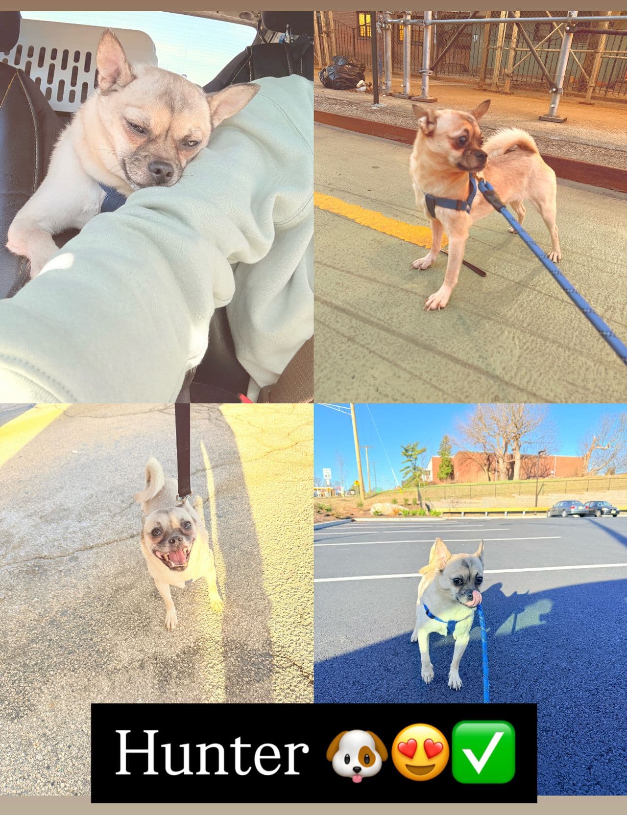 Pet travel photo 1