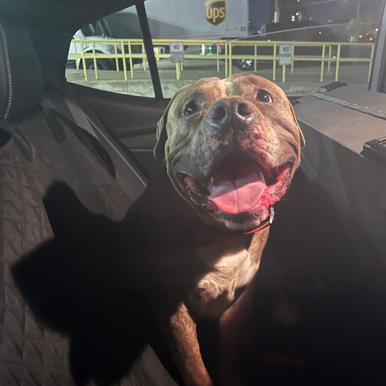 Pet travel photo 2