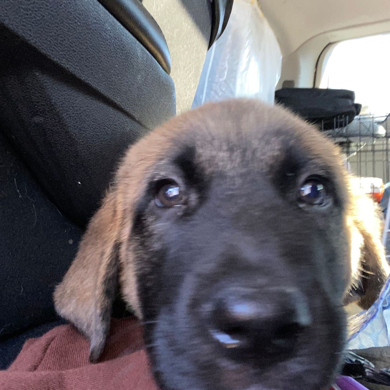 Pet travel photo 2
