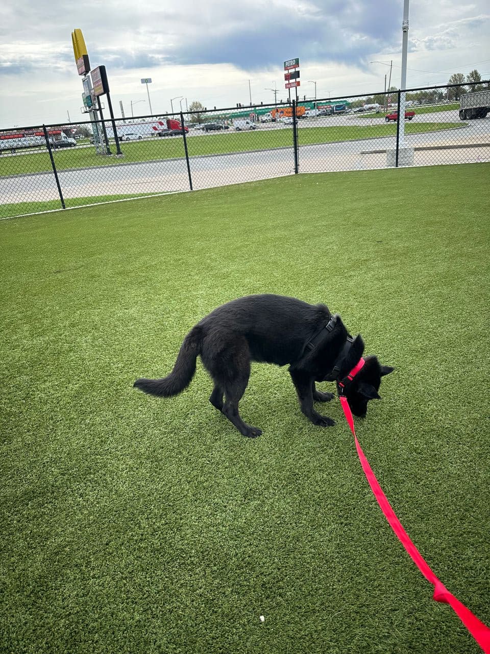Pet travel photo 2