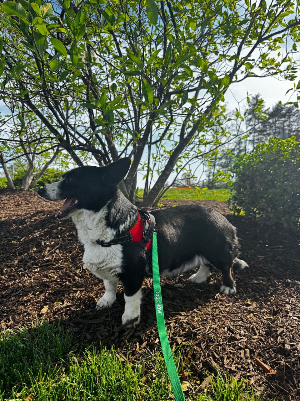 Pet travel photo 4