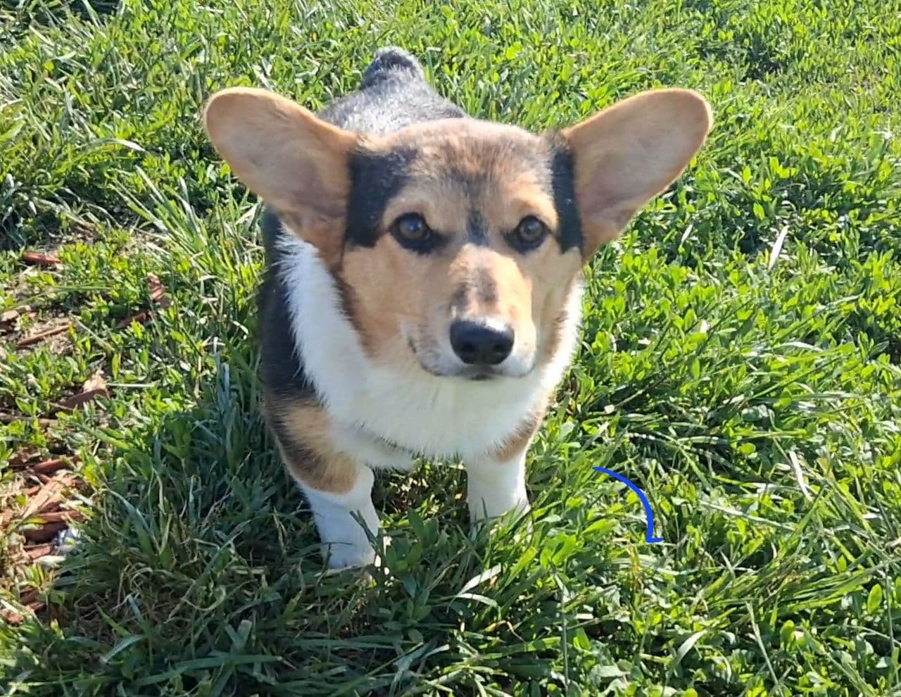 Pet travel photo 1