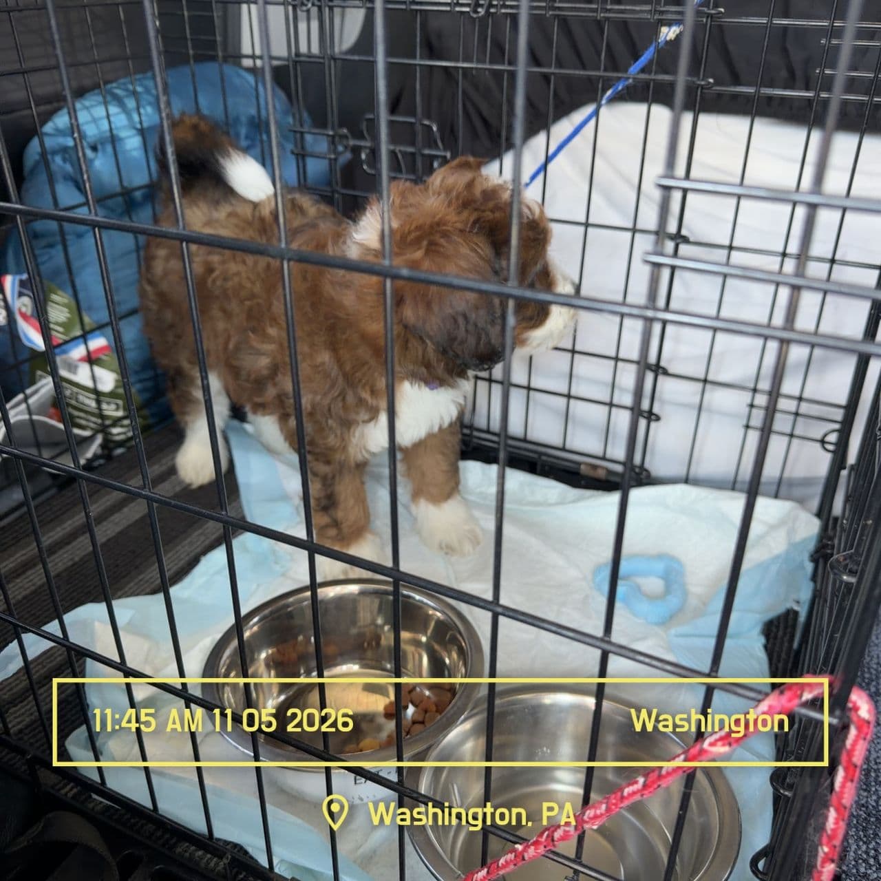 Pet travel photo 2