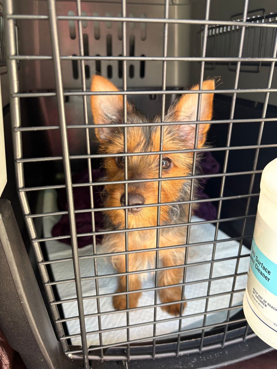Pet travel photo 4